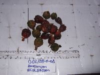 thumbnail image of current specimen