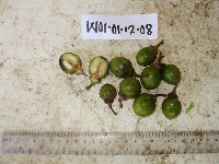 Ternstroemia cherryi image