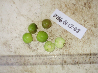 Garcinia assugu image