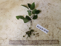 Mallotus philippensis image