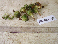 Meistera aculeata image