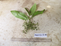 Conandrium polyanthum image