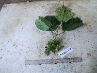 Macaranga punctata image