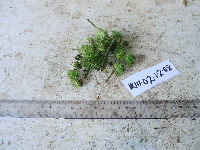 Macaranga punctata image