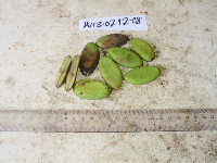 Millettia pinnata image