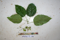 Macaranga punctata image