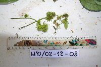 Macaranga punctata image