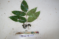 Thumbnail image of current specimen