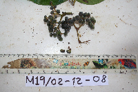 Thumbnail image of current specimen