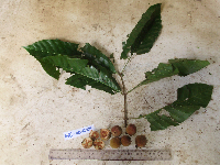 Chisocheton longistipitatus image