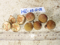 Chisocheton longistipitatus image