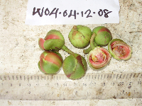 Dillenia castaneifolia image