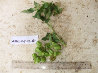 Solanum americanum image