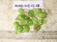 Solanum americanum image