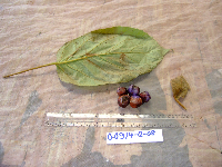 Gmelina moluccana image
