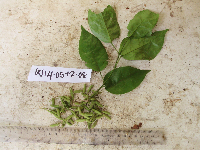 Image Associated With the Occurrence