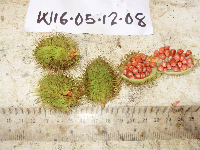 Pterocymbium beccarii image