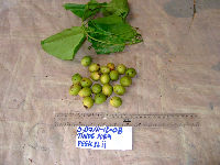 Tinospora dissitiflora image