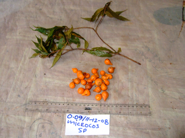 Microcos tetrasperma image