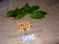 Syzygium pteropodum image