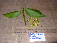 Donax canniformis image