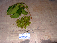 Macaranga novoguineensis image