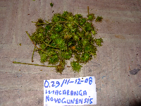 Macaranga novoguineensis image