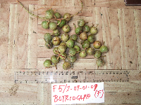 Ficus botryocarpa image