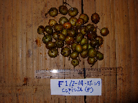 thumbnail image of current specimen
