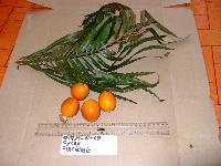 Cycas circinalis image