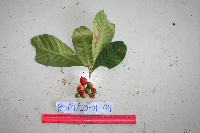 Ixora novoguineensis image