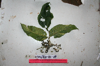 Thumbnail image of current specimen