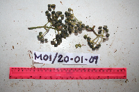 Thumbnail image of current specimen