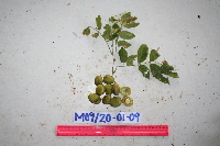 Millettia pinnata image