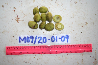 Millettia pinnata image