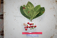 Ixora novoguineensis image