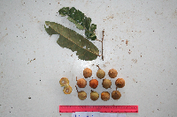 Microcos argentata image