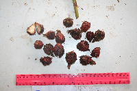 Meistera aculeata image