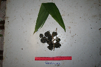 Molineria capitulata image