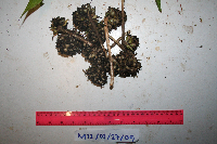 Molineria capitulata image