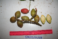 Gnetum latifolium image