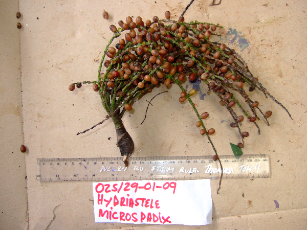 Hydriastele wendlandiana image