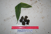thumbnail image of current specimen