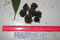 thumbnail image of current specimen