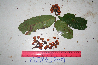 Uvaria musaria image