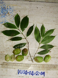 Garcinia assugu image