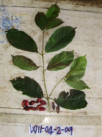 Terminalia microcarpa image