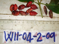 Terminalia microcarpa image