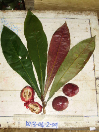 Terminalia kaernbachii image