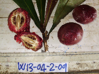 Terminalia kaernbachii image